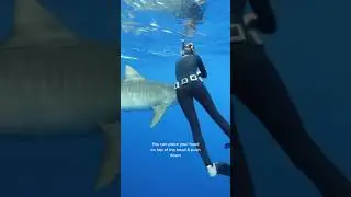 When Shark Attacks 
