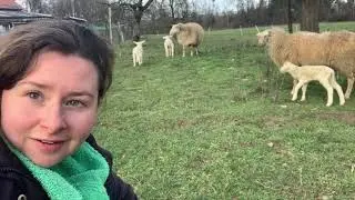 A day with my sheep - My lambs on the pasture
