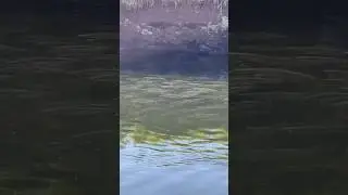 Рай для рыбака . #fishing #голец #рыбалка #salmon #fish #кижуч #горбуша #сима #кунджа