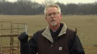 Wheat Graze Out vs. Wheat Grain for Harvest