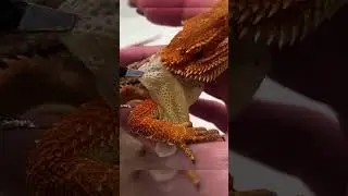 Bearded dragon molting 😨 