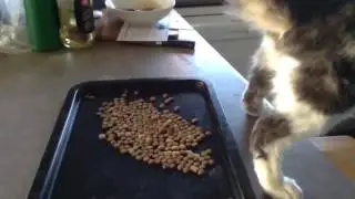 FeFe Videos #17 Master Chef