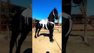 CABALLO FRISON