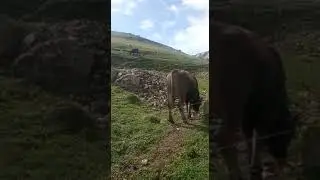 бычки ,Швицы
