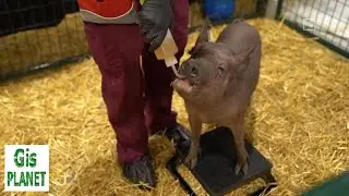 ElonMusk trots out pigs in demo of Neuralink brain implants | merging brains & machines | GIS PLANET