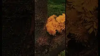 Цветы ( ЖИВАЯ КАРТИНА ) ( Мать - и - Мачеха )