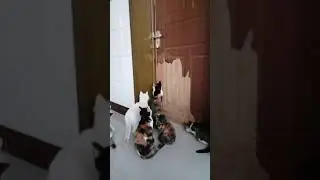 Коты вскрывают дверь