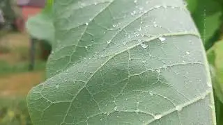 Endlich Regen in Brandenburg, Deutschland, 16.06.2023