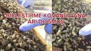 Birleştirme yaptığım Kovanda Ana arı yüzüğü unutmuşum. #arıcılık