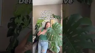 Tips to keep your monstera deliciosa alive 