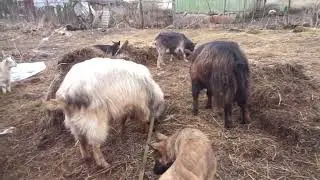 Сколько нужно коз для счастья?