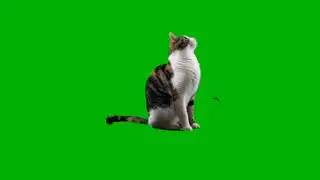 Green Screen Cat 🐈 Cat Green Screen Video 5