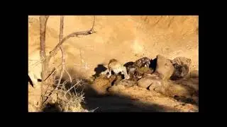 Male lion almost catches scavenging leopard