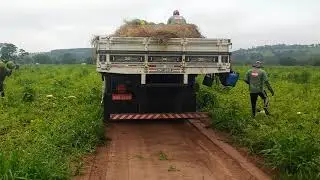 Carregamento de melancia em Cerqueira César .parte 2