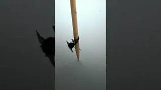 муха танцует хахха