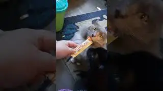 kitty cat snack time #cat #catsnack