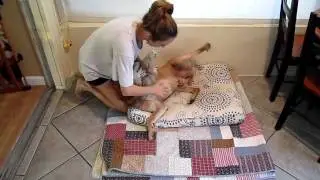 Morning love and belly rubs for Tanner