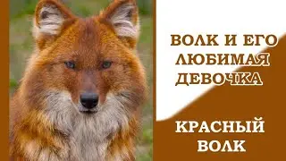 Красный волк