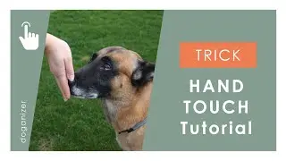 Handtouch Hund beibringen | Trick | Anleitung | Tutorial