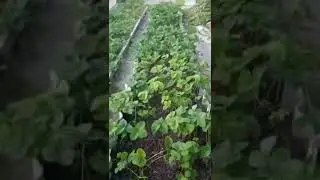 Уход и обработка клубники после сбора ягод. #клубникауход
