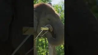Crikey! It's World Elephant Day