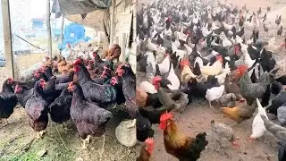 كفاش تبدأ مشروع التربية الدجاج البلدي البياض#دجاج_عرب
