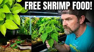 The Microwave Trick For Nettle-Fed Shrimp