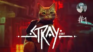 I  AM   Stray