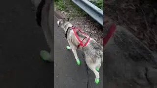 Rollerblading with Baron von Fluffbutt