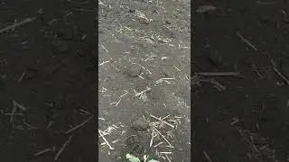 капуста після висадки