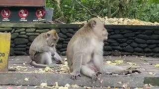Лес обезьян в Убуде Февраль 2024 / Monkey Forest UBUD 2024