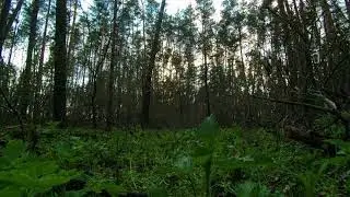 Звуки природы.Лес.Вечер.Для сна,медитации.Relax