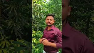 साबूदाना का प्लांट🔥 Cassva plant ☘️ । Agriculture Master Mind Ankesh dhakad sir