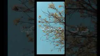 love poetry | WhatsApp status| follow me on Instagram