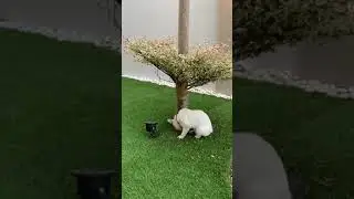 【Moochi’s Vlog】When dog meets cat! How to make dog and cat become friends?