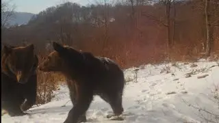 Život v zime, Poloniny.Vlk, medveď hnedý, rys ostrovid. Fotopasca Tetrao s308