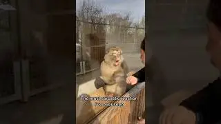 The monkey had the most SARCASTIC reaction😂#monkey #shorts