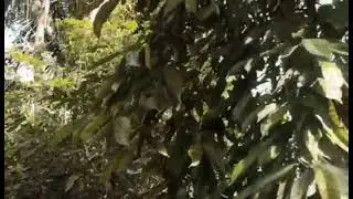 #bugho