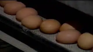 Профессия Птицевод