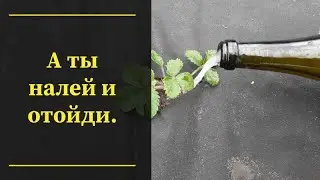 Первая подкормка клубники весной. 