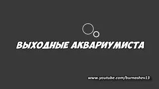Апистограмма рамирази))))
