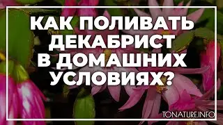Как поливать декабрист в домашних условиях? | toNature.Info