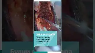 Собака поиграла с палкой
