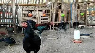 Makani Pitik 😀😀😀🐣🐤🐥🐓🐔