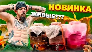 ГОТОВИМ ВИННЫЙ ГРИБ // КАК ПОЖИВАЮТ ОСТАЛЬНЫЕ???