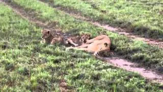 African Safari (Sabi Sand Park)