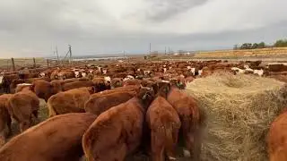 Продажа Бычков