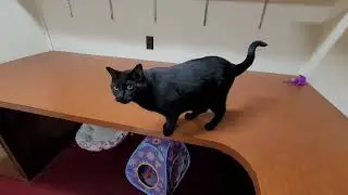 Smokey and Onyx update June 27, 2023