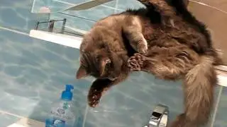 Кошка, полка, раковина, вода