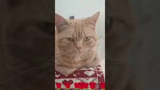 kucing manis